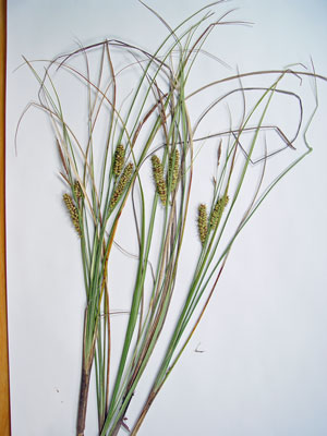 Photo: Carex rostrata specimen