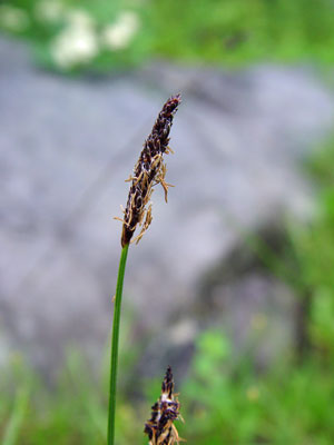 Photo: Carex scirpoidea
