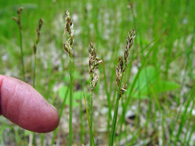 Photo: Carex siccata