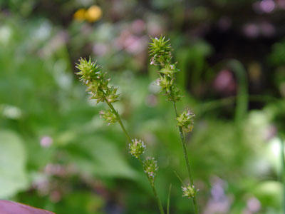 Photo: Carex spargainioides