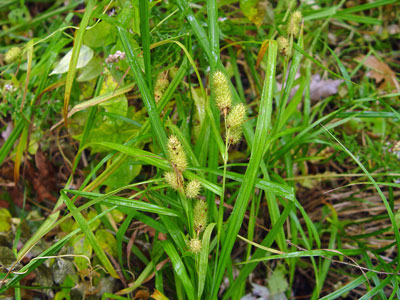 Photo: Carex typhina