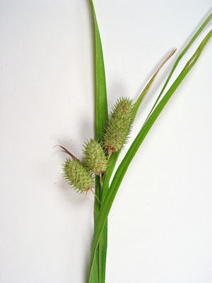 Photo: Carex typhina
