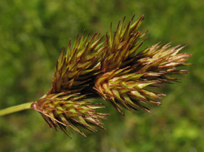 Photo by Marilee Lovit: Carex waponahkikensis