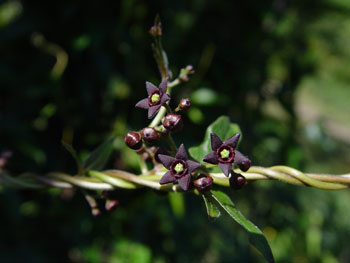 black swallowwort flowers