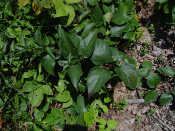 black swallowwort leaves