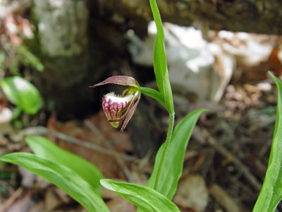 photograph of a ram's-head lady's-slipper