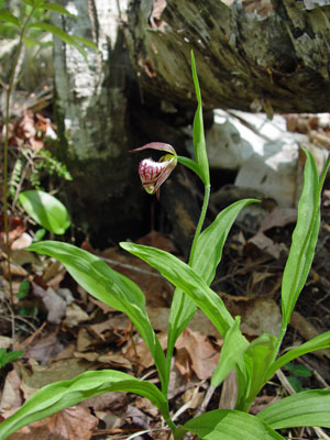 Photo: Cypripedium arietinum