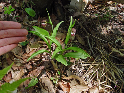 Photo: Cypripedium arietinum