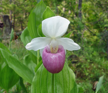 photograph of a showy lady's-slipper