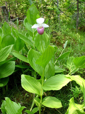 Photo: Cypripedium reginae