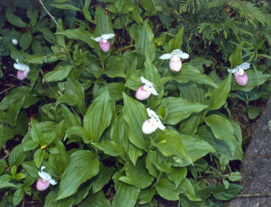 Photo: Cypripedium reginae