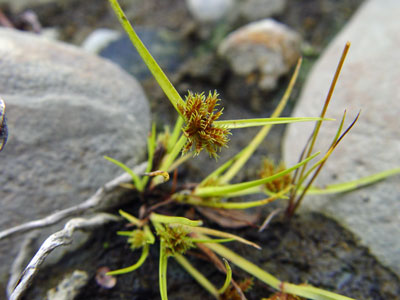 Photo: Cyperus squarrosus