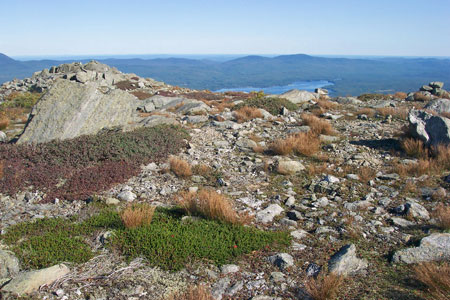 Photo: Mid-elevation Bald community