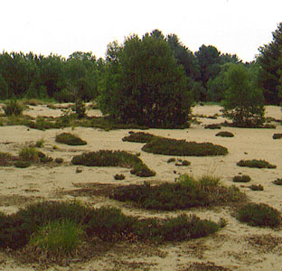 Picture showing Riverwash Sand Barren community
