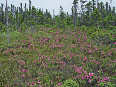 Picture showing Rhodora in bloom in Dwarf Shrub Bog community