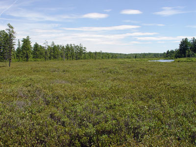 Picture showing Leatherleaf Bog community