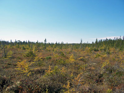 Picture showing Maritime Huckleberry Bog community