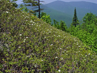 Picture showing Subalpine Hanging Bog community