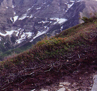 Photo: Bilberry - Mountain Heath Alpine Snowbank