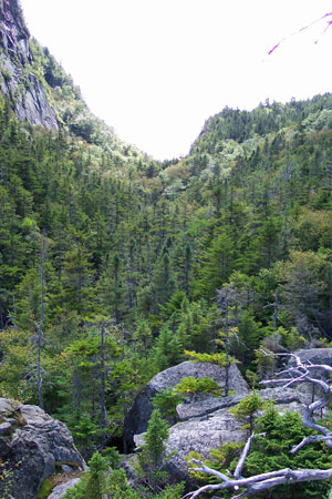 Picture showing Cold - Air Talus Slope community