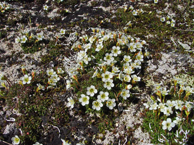 Photo: Diapensia lapponica