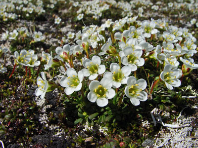 Photo: Diapensia lapponica