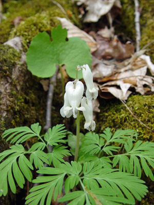 Photo: Dicentra canadensis