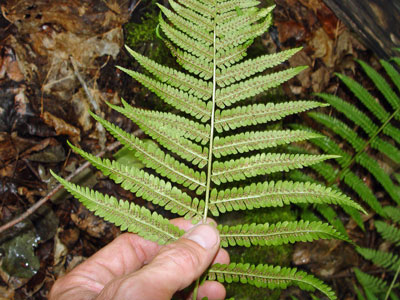 Photo: Dryopteris filix-mas frond showing sori