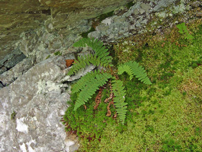 Photo: Dryopteris fragrans