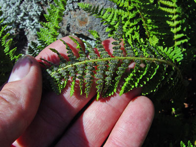 Photo: Dryopteris fragrans frond showing sori