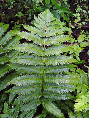 Photo: Dryopteris goldiana