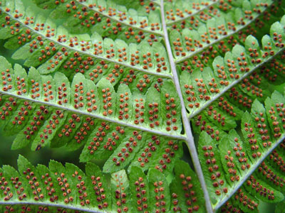 Photo: Dryopteris goldiana sori