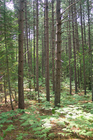 Photo: Interior of forest at Duck Lake