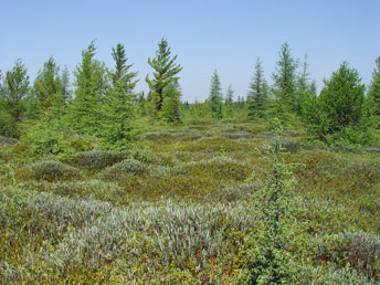 Sheep Laurel Dwarf Shrub Bog, Dwinal Pond