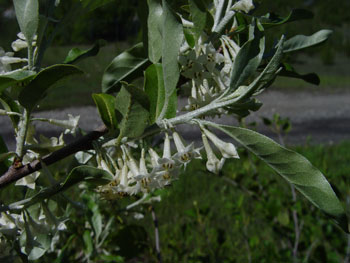 Autumn olive branch with flowers