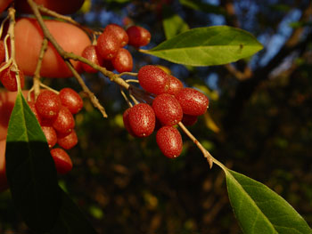 Autumn olive fruit