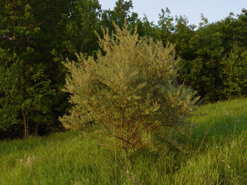 Autumn olive growth habit in field