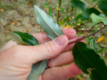 Autumn olive leaves