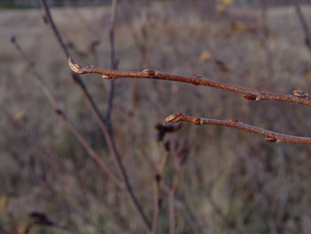 Autumn olive twig