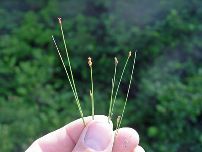 Photo: Eleocharis quinqueflora