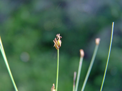 Photo: Eleocharis quinqueflora