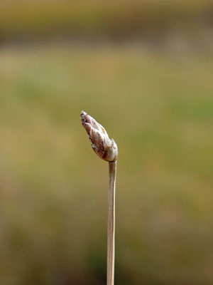 Photo: Eleocharis rostellata