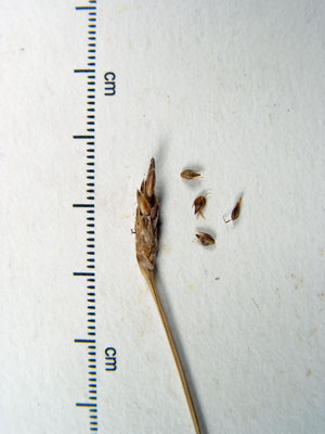 Photo: Eleocharis rostellata specimen