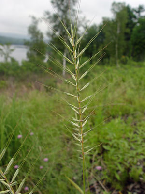 Photo: Bottlebrush Grass