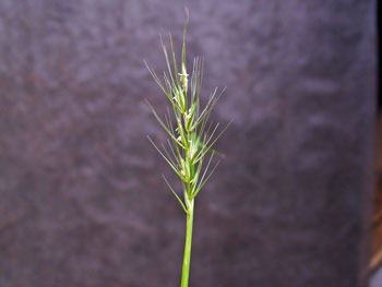 Photo: Elymus macgregorii