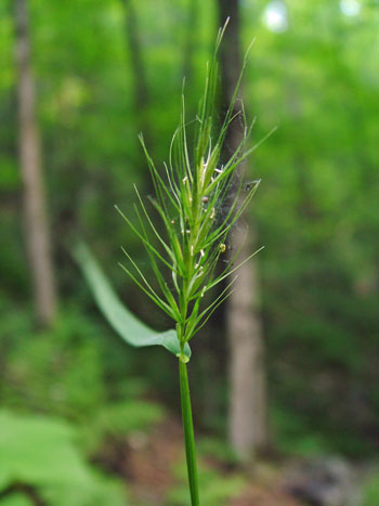 Photo: Elymus macgregorii