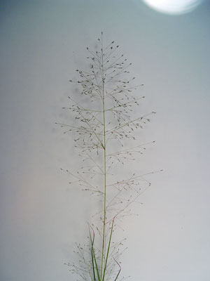 Photo: Eragrostis capillaris