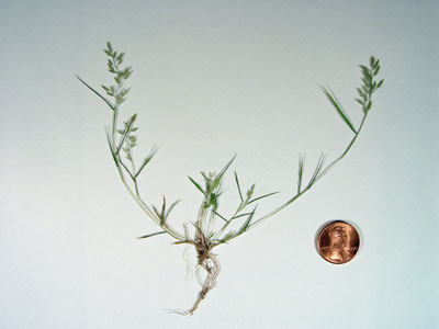 Photo: Eragrostis hypnoides