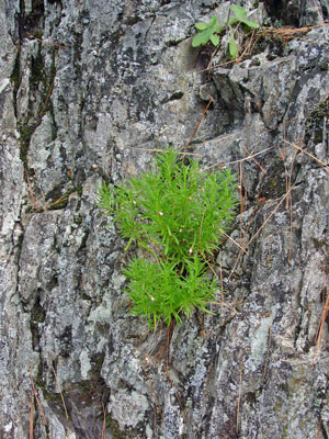 Photo: Erigeron hyssopifolius