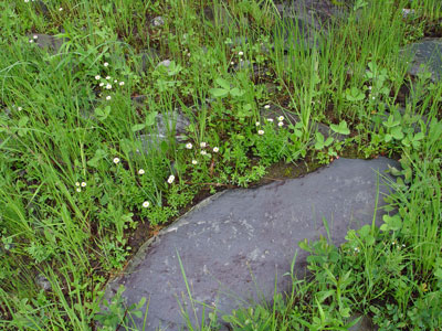 Photo: Erigeron hyssopifolius